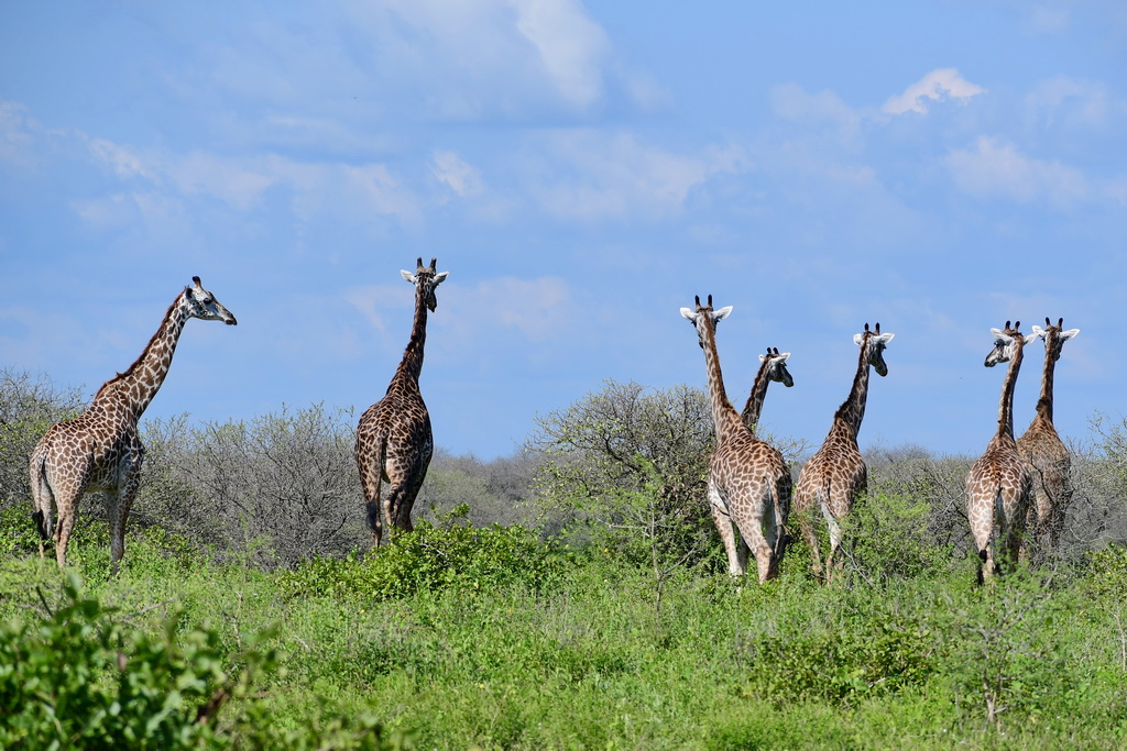 Selous NP